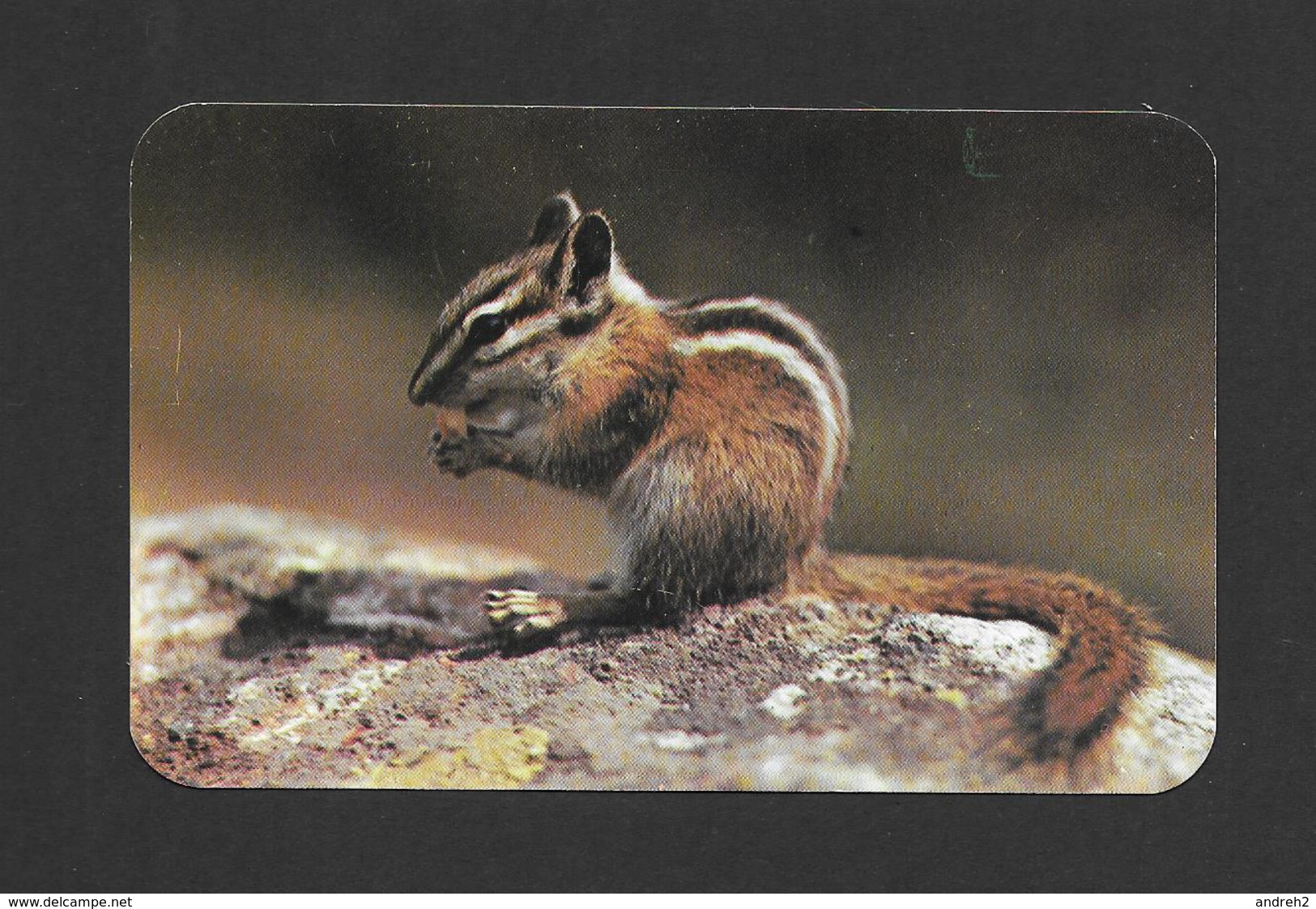 ANIMAUX - ANIMALS - A CHIPMUNK UNIVERSAL PET IN THE MOUNTAINS BY CLATWORTHY - Autres & Non Classés