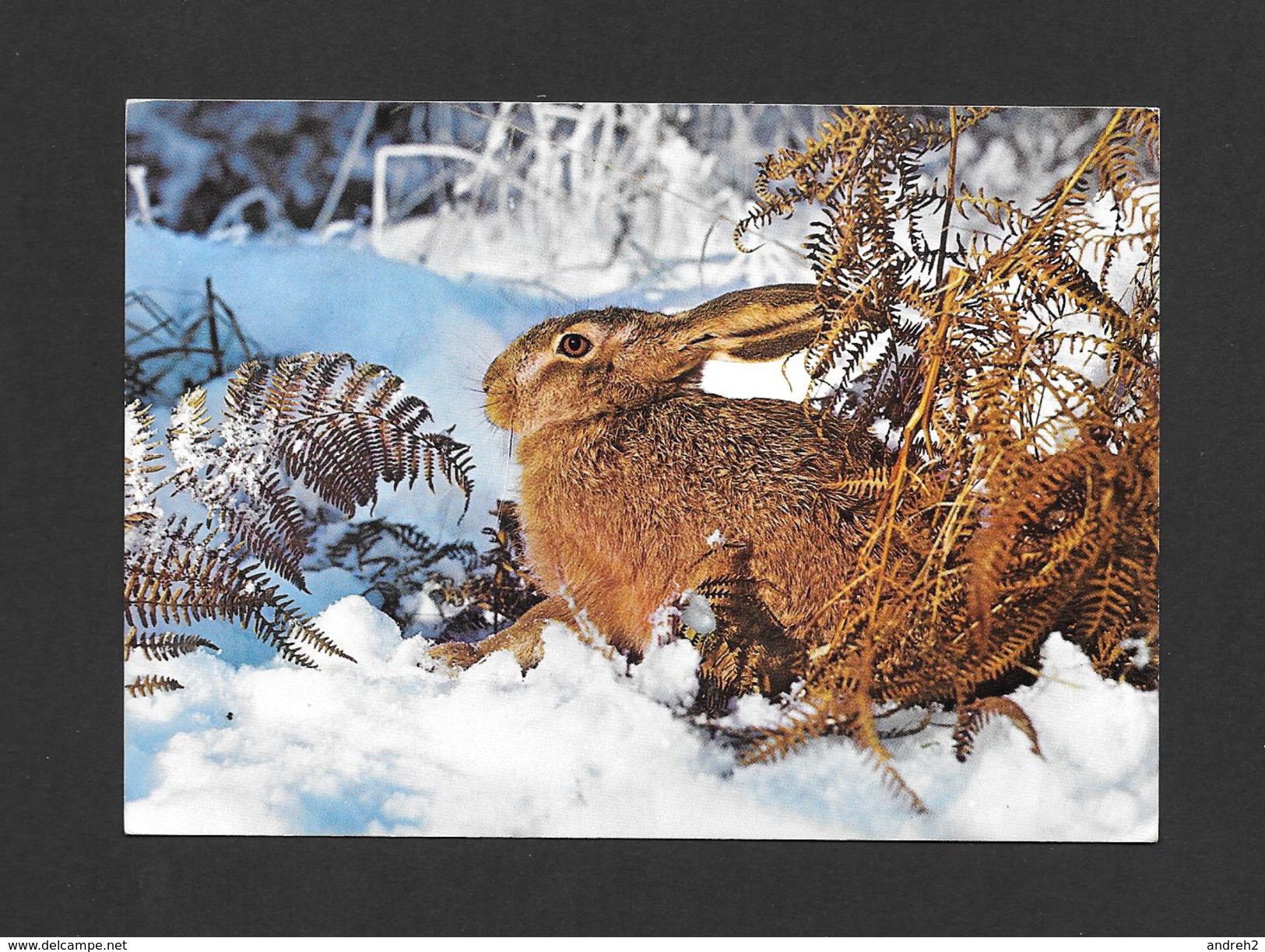 ANIMAUX - ANIMALS - LEPUS EUROPAEUS L. - FELDHASE - LIÈVRE - HARE - PHOTO FARBIG MIT - Autres & Non Classés