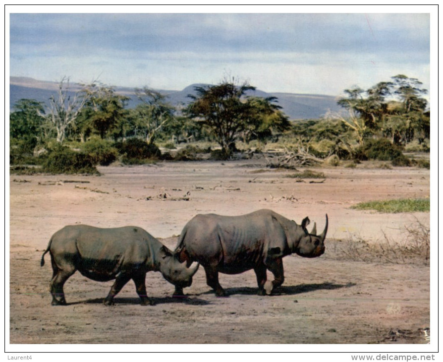 (ORL 248) Africa - Rhinoceros - Rhinocéros