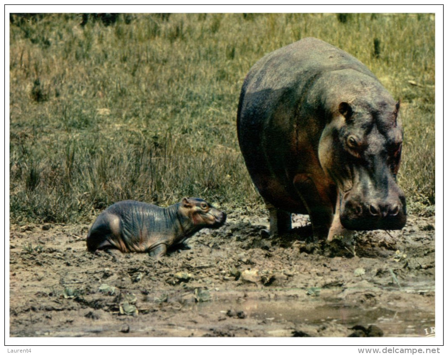 (ORL 248) Africa - Hippopotamus - Nijlpaarden