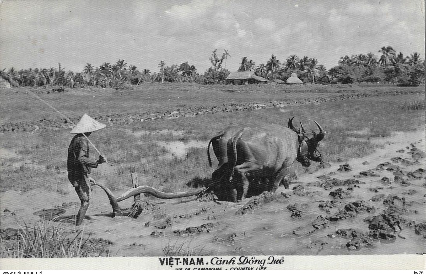 Indochine - Viet-Nam - Canh Dong Qué - Vie De Campagne (Country Life) - Edition Labaphot - Carte Non Circulée - Viêt-Nam