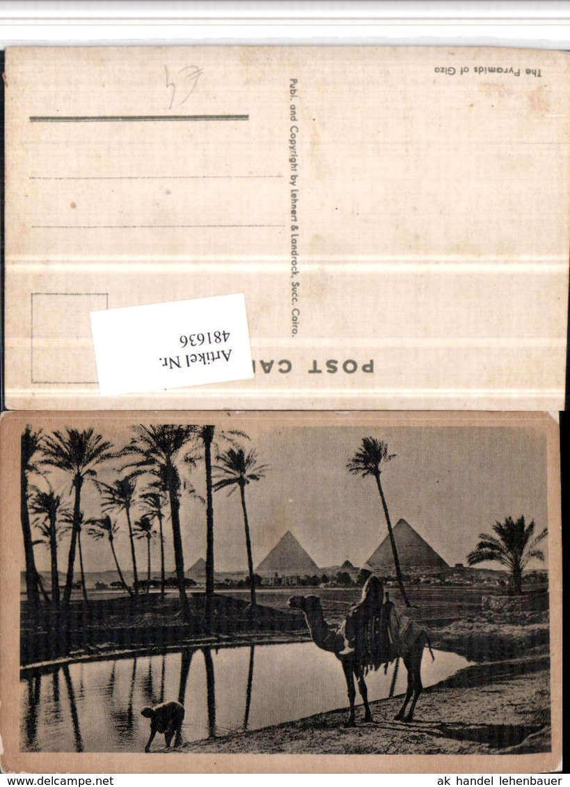 481636,Egypt Pyramids Of Giza Gizeh Pyramiden Kamel Volkstyp - Sonstige & Ohne Zuordnung