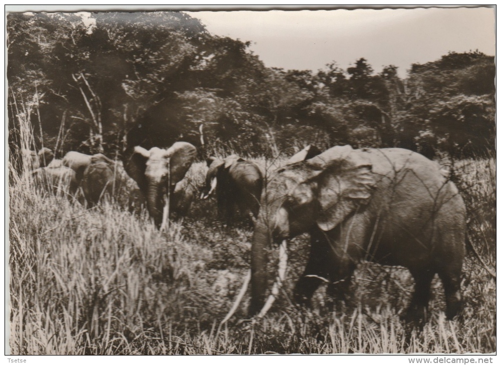 Congo - Elephants Sauvages - Autres & Non Classés