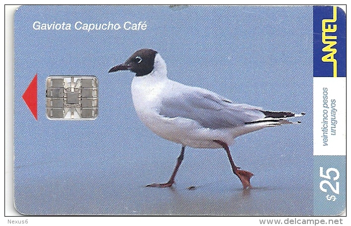 Uruguay - Antel - Gaviota Capucho Café Bird - TC 193a - 09.2001, 100.000ex, Used - Uruguay