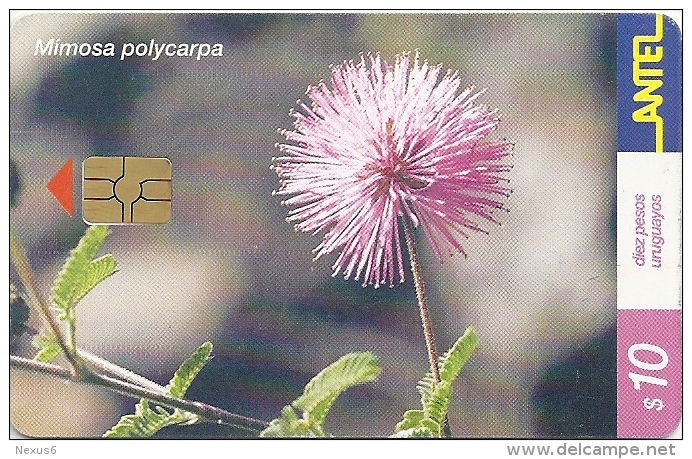 Uruguay - Antel - Mimosa Flower - TC 168a - 03.2001, 200.000ex, Used - Uruguay