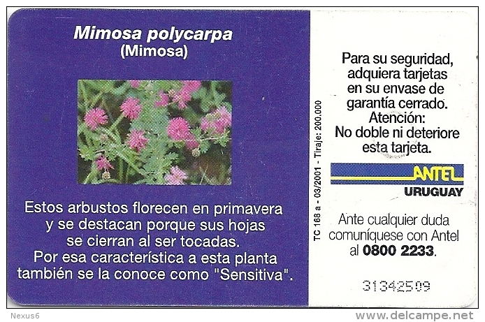 Uruguay - Antel - Mimosa Flower - TC 168a - 03.2001, 200.000ex, Used - Uruguay