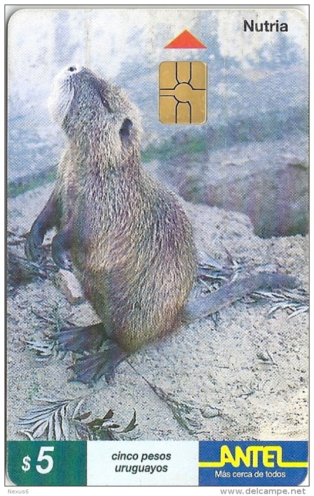 Uruguay - Antel - Nutria Myocastor Coypus Animal - TC 93a - 12.1999, 200.000ex, Used - Uruguay