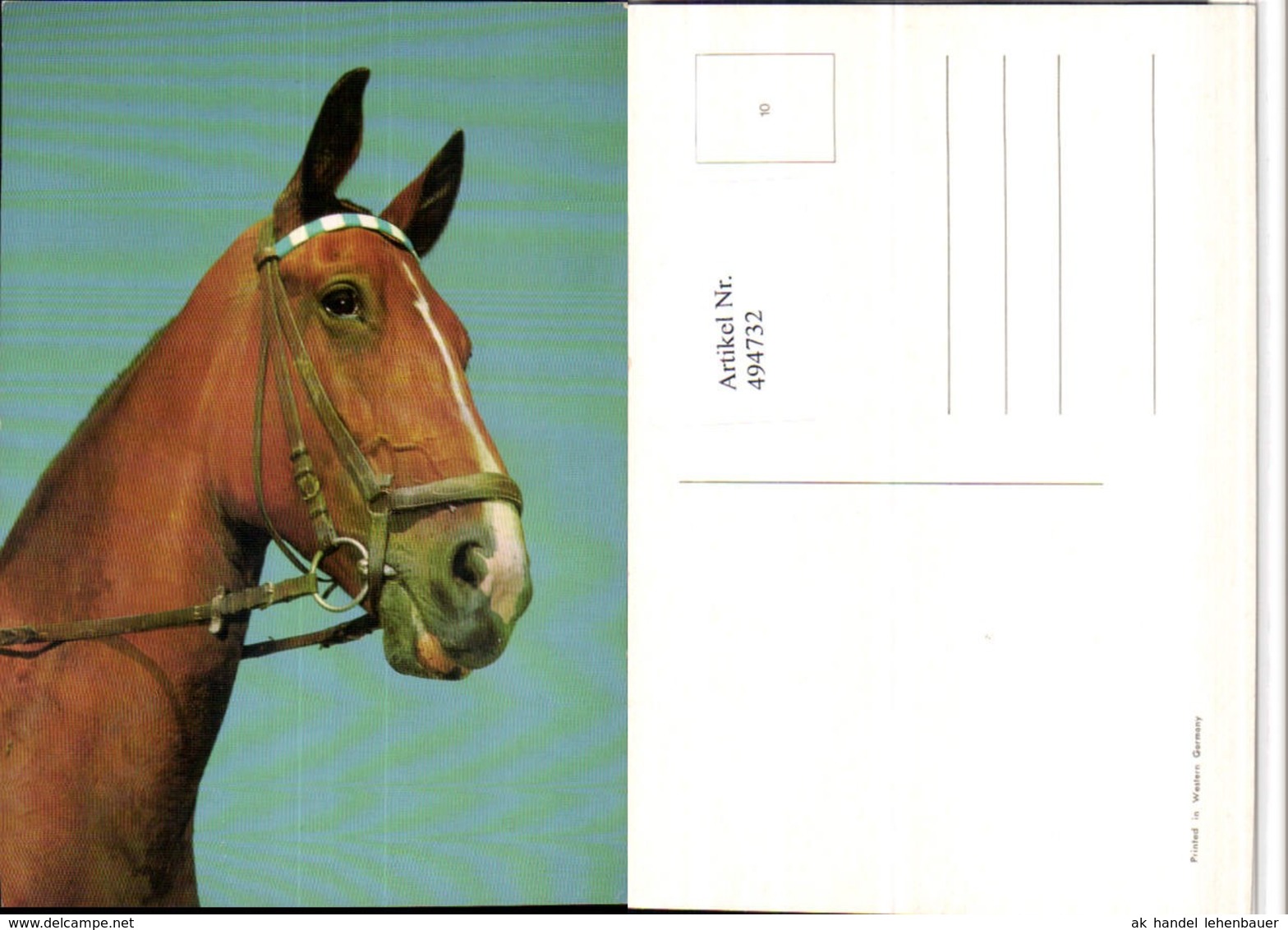 4947732,Tier Pferd Kopf Geschirr - Pferde