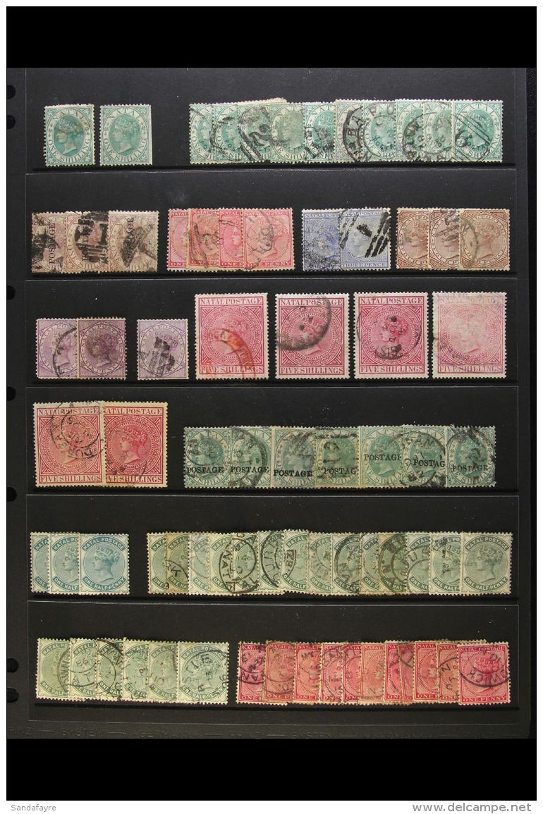 NATAL 1867-1909 SIDEFACE ACCUMULATION Presented On Stock Pages. A Mint, Used &amp; Unused Hoard With QV To 1s... - Non Classificati