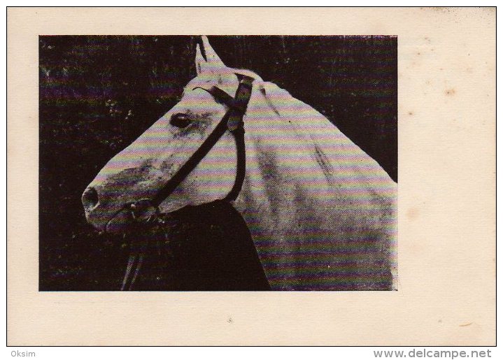 KONJ, HORSE, PFERD, LIPIZZANER, ORIGINAL, NOT REPRODUCTION - Chevaux