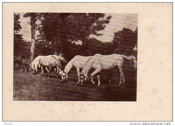 KONJ, HORSE, PFERD, LIPIZZANER ON THE PASTURE, ORIGINAL, NOT REPRODUCTION - Chevaux