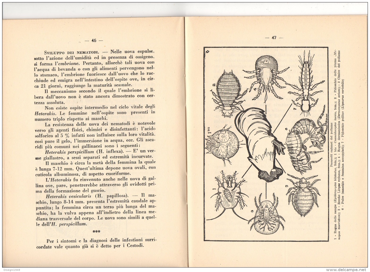 06104 " F. TORNAR - MALATTIE DEL POLLAME - RAMO EDIT. DEGLI AGRICOLT. - ROMA - 1933 XI" ORIGINALE - Other & Unclassified