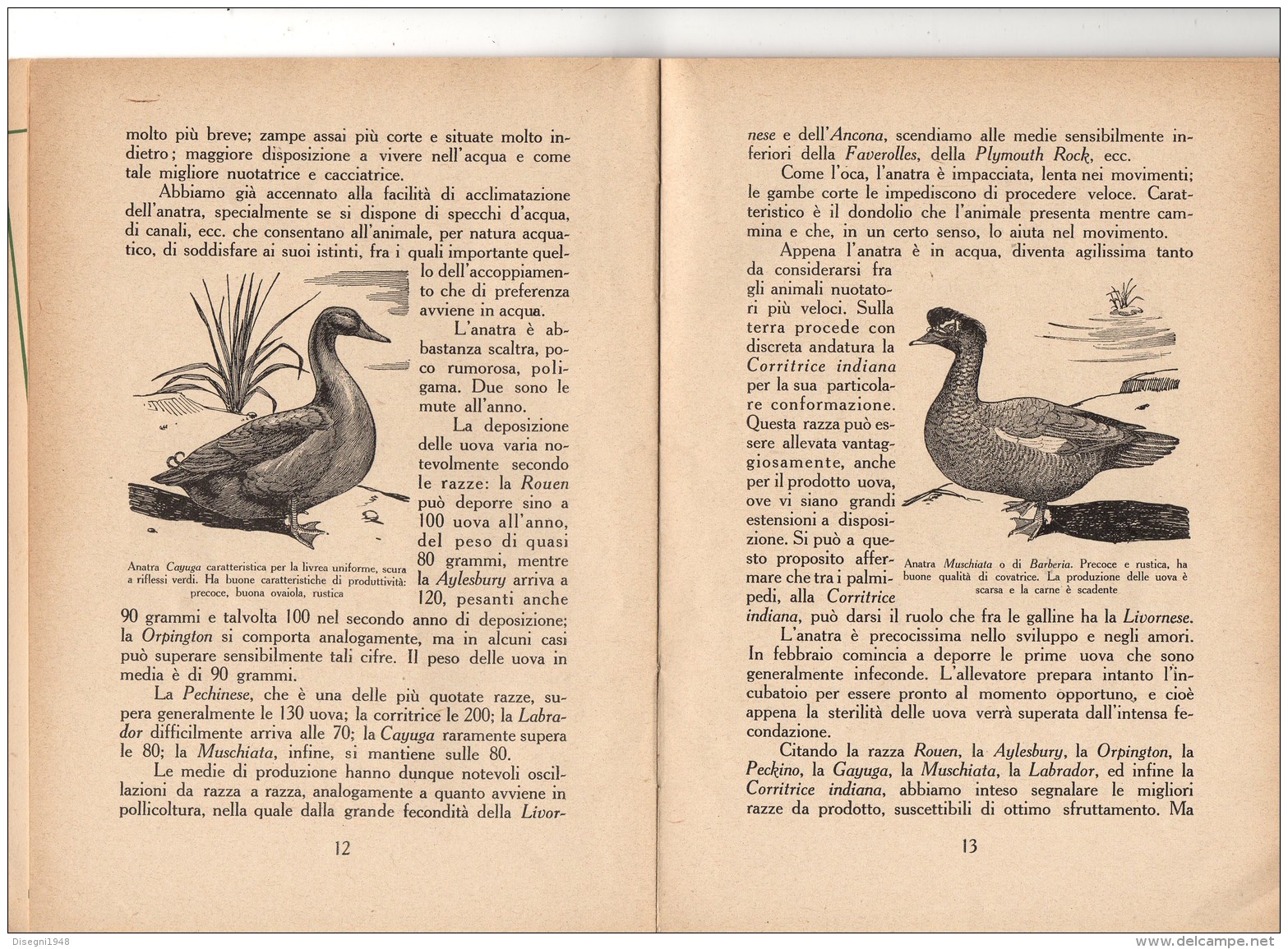 06105 " F. FRAU SANNA - ALLEVAMENTO DELL´ANATRA - RAMO EDIT. DEGLI AGRICOLT. - ROMA - 1941 XIX" ORIGINALE - Autres & Non Classés