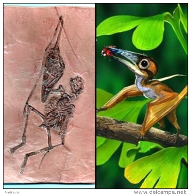FOSSILE :   MOULAGE   D'un   Ptérosaure Arboricole    **Némicoloptérus Cripticus** - Fossiles