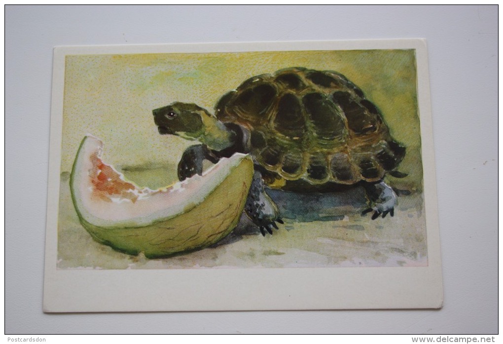 CHILDREN FRIENDS By Gamburger - Old Soviet Postcard - 1974 - Turtle And Watermelon - Tartarughe