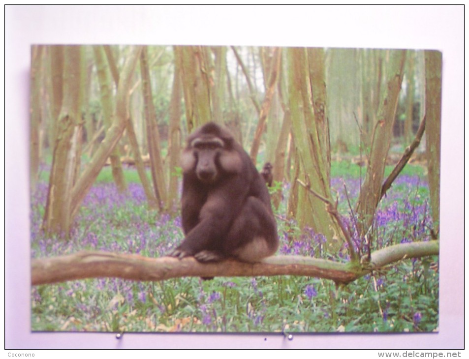 Animaux - Singe Macaque Fleur Bleue - Scimmie