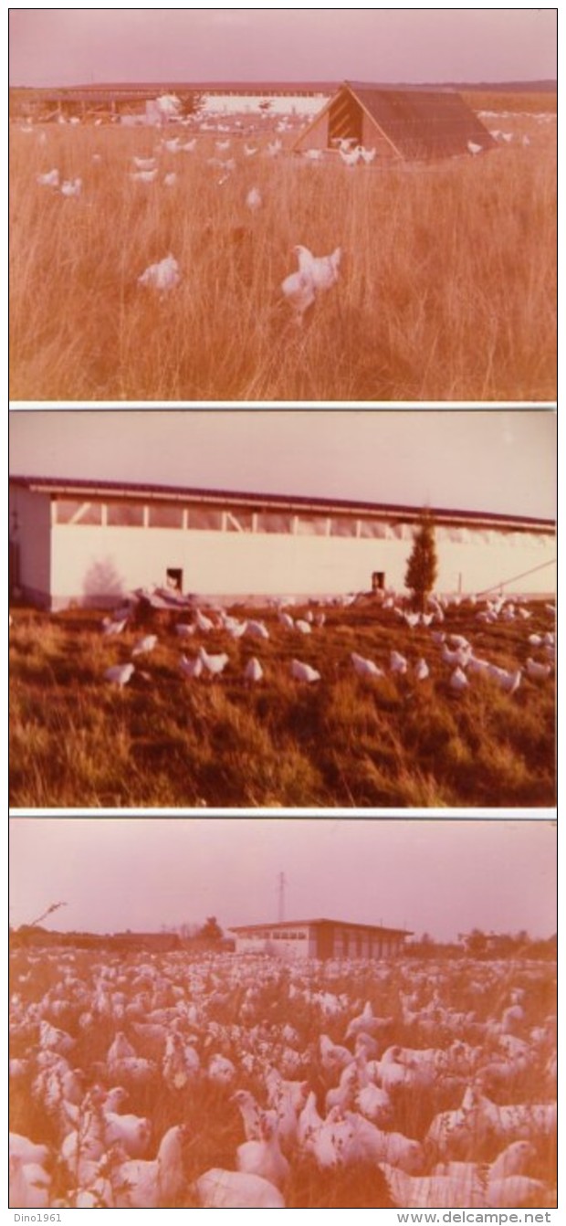 PHOTO 335 -  Lot De 11 Photos Originales 12,5 X 8,5 - FREPP - Elevage De Volailles à VILLEPARISIS - Métiers