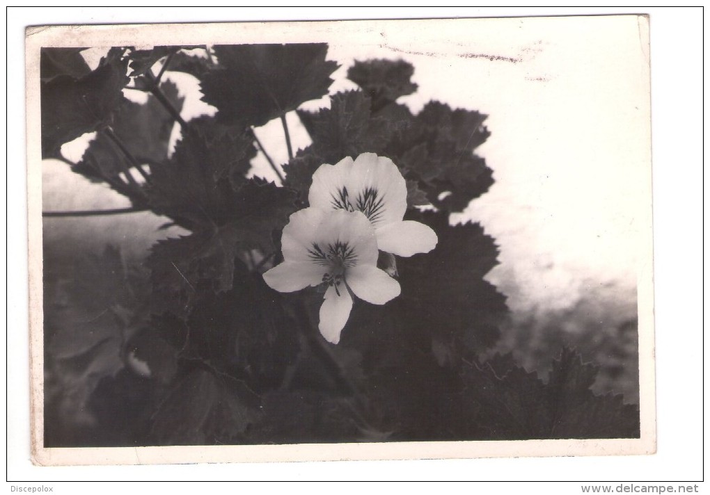 Q2867 Vera Fotografia Vintage Con FIORI FLEURS FLOWERS SU CARTOLINA - APPUNTI DI VOTI SCOLASTICI SUL RETRO - Altri & Non Classificati