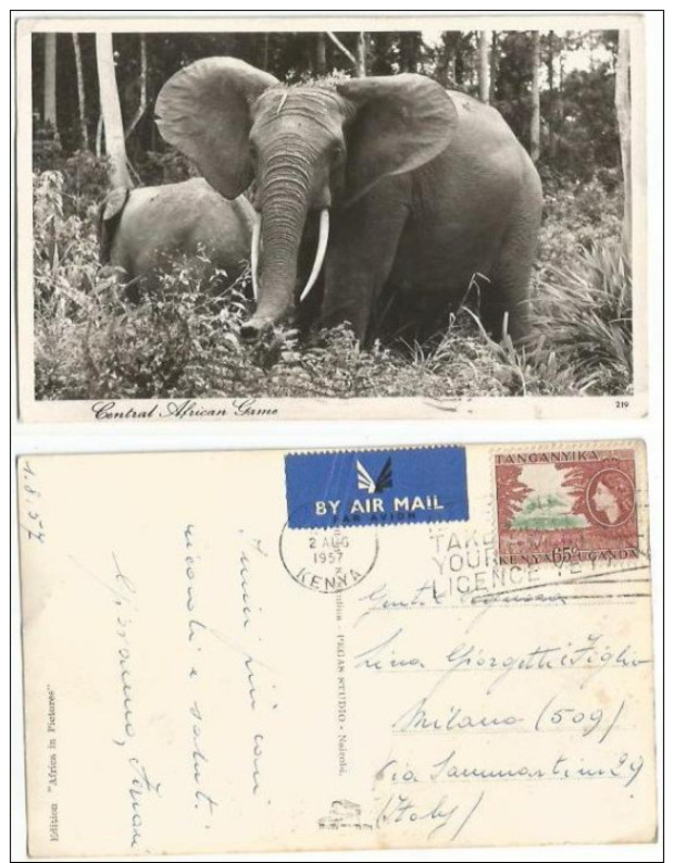 Kenya KUT East Africa Elephants In Central African Game Reserve Photo PPC Nairobi 2aug1957 X Italy With QE2 C65 Solo - Kenia