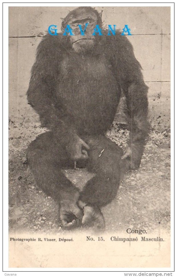 CONGO - Chimpanzé Masculin - Congo Français