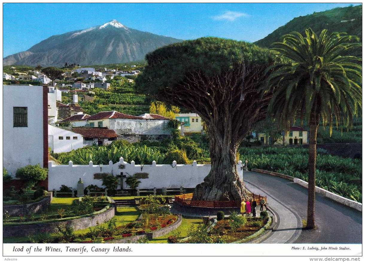 TENERIFE (Canary Island) - Icod Of The Wines, Drachenbaum - Tenerife