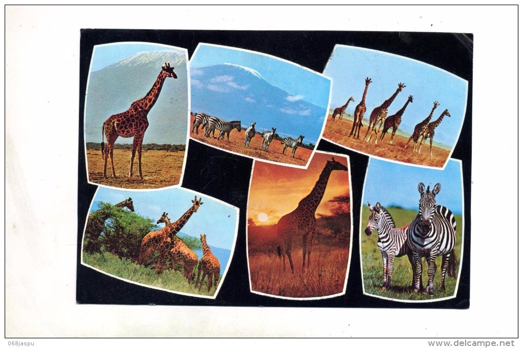 Carte Girafe Zebre - Girafes