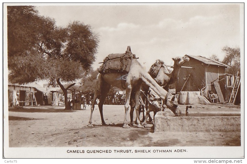 Asie - Yemen - Shaykh Uthman Aden - Camels Chameaux Abreuvoir - 1934 - Yémen