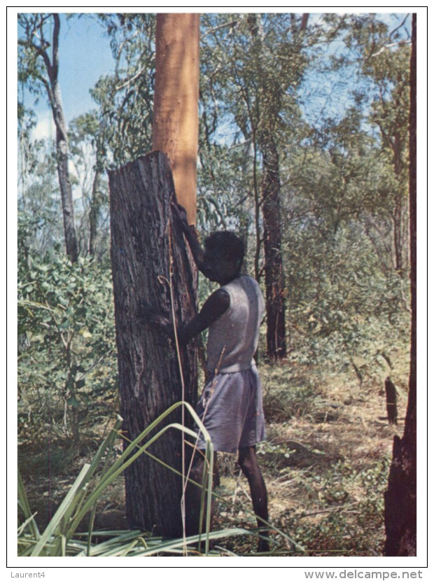 (323) Australia - NT - Striping Bark From Tree Before Painting - Aborigines