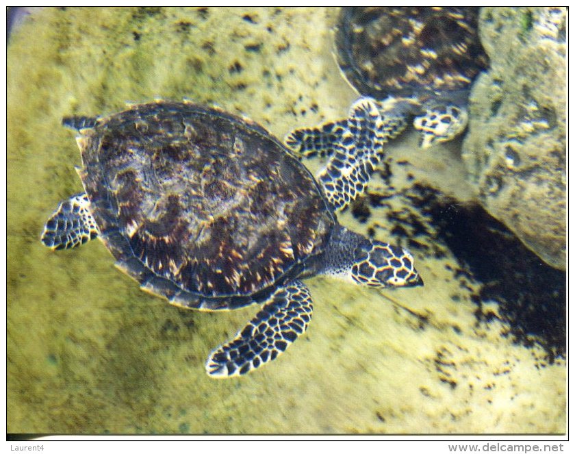 Fijian Hawsbill Turtle - Tortue - Schildkröten