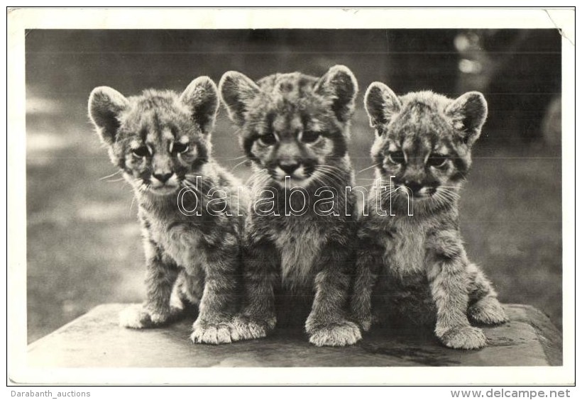 T2/T3 Puma Kölykök, Budapest állatkert / Cougar Cubs (EK) - Ohne Zuordnung