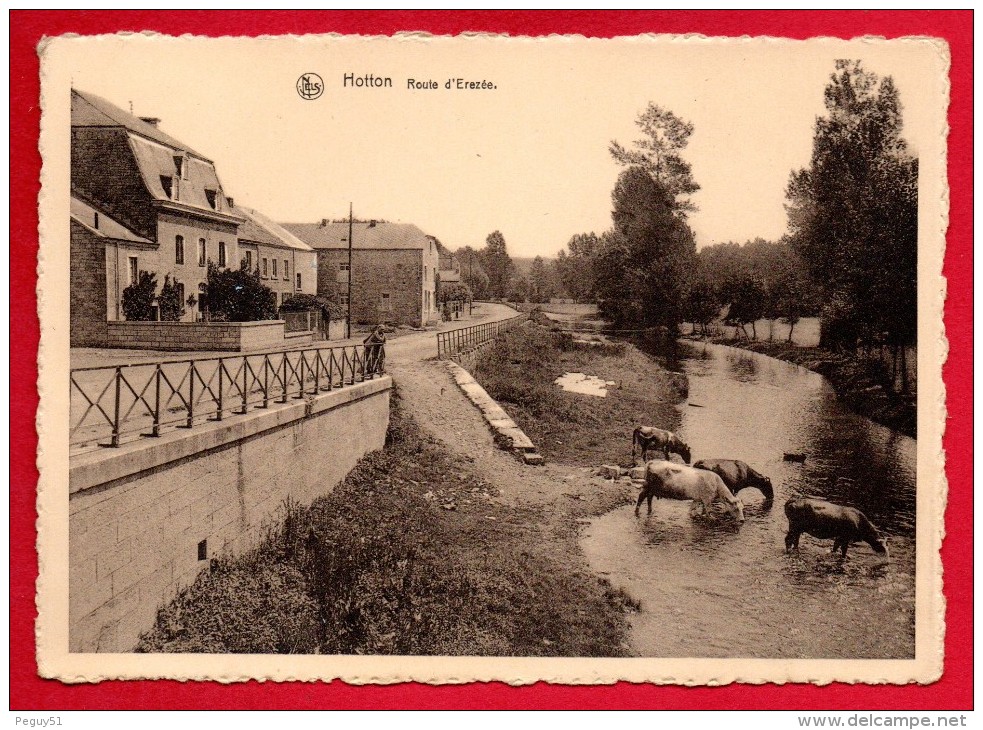 Hotton. Rue D'Erezée. Vaches S'abreuvant Dans L'Ourthe. - Hotton