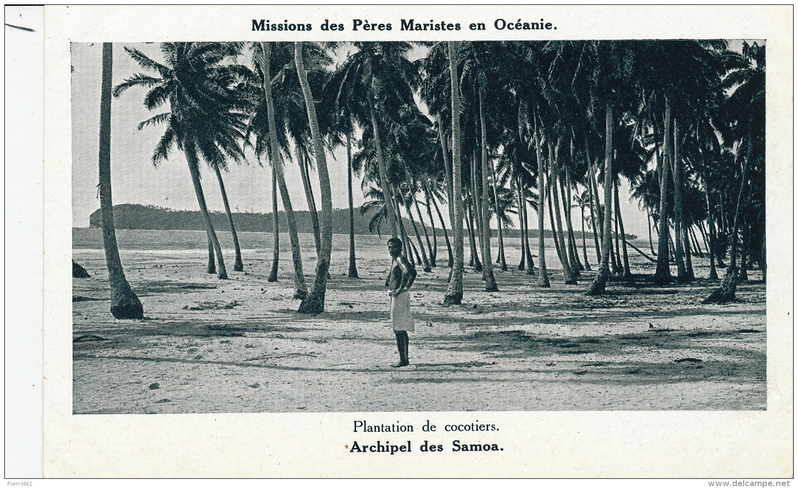 OCEANIE - ARCHIPEL DES SAMOA - Plantation De Cocotiers - Samoa