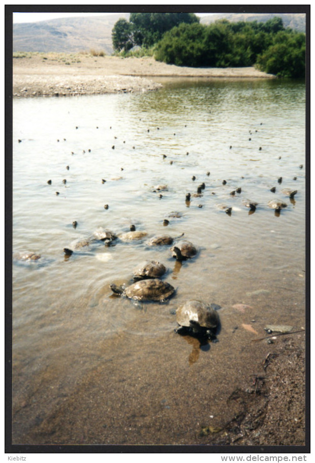 Schildkröten, Turtles - Foto - Tortues