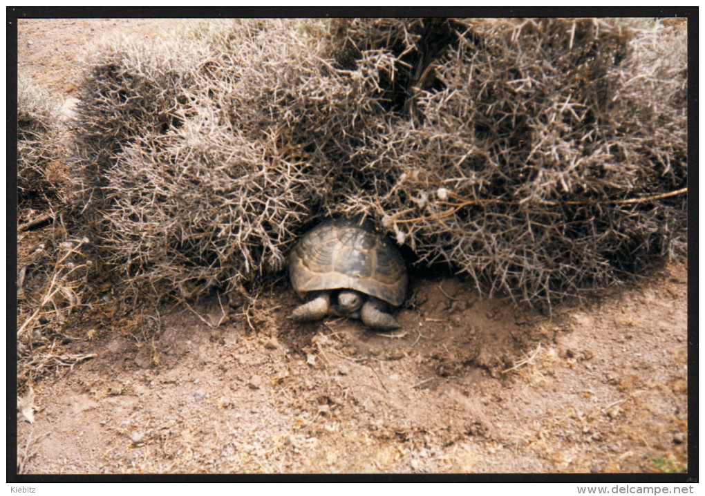 Schildkröten, Turtles - Foto - Schildkröten