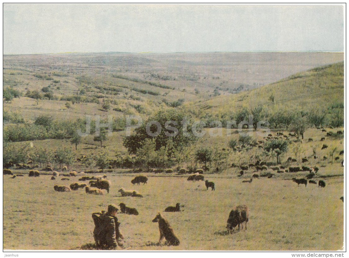 Hills Of Moldova - Sheep - Shepherd - 1966 - Moldova USSR - Unused - Moldavie