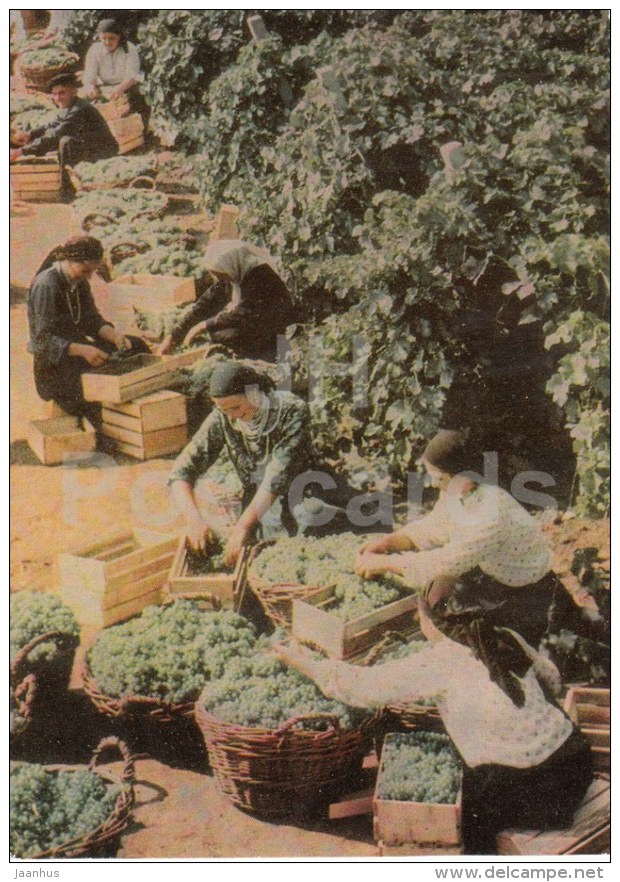 Grape Harvest - 1966 - Moldova USSR - Unused - Moldavie