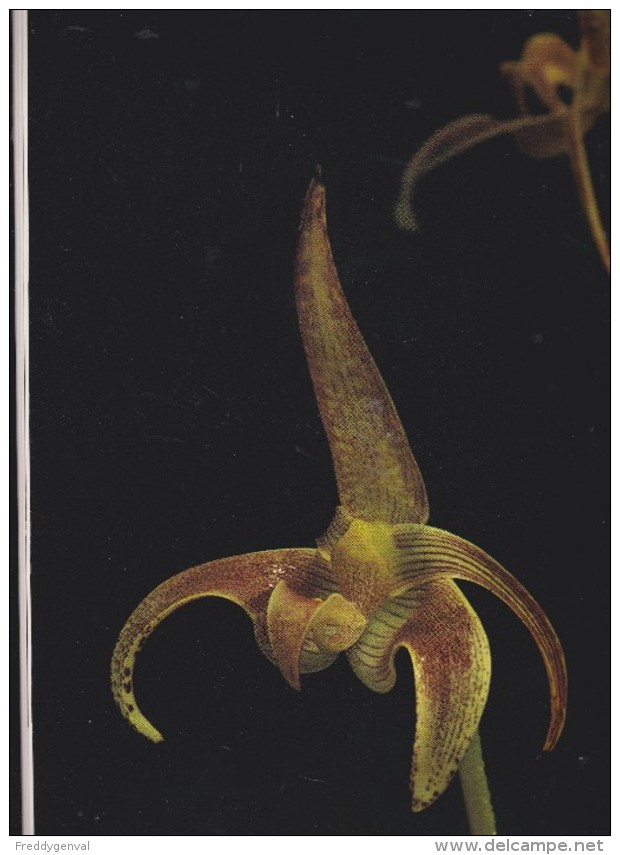 ORCHID SUPERBE LIVRE SUR LES ORCHIDEES LIVRE EN ANGLAIS - Andere & Zonder Classificatie