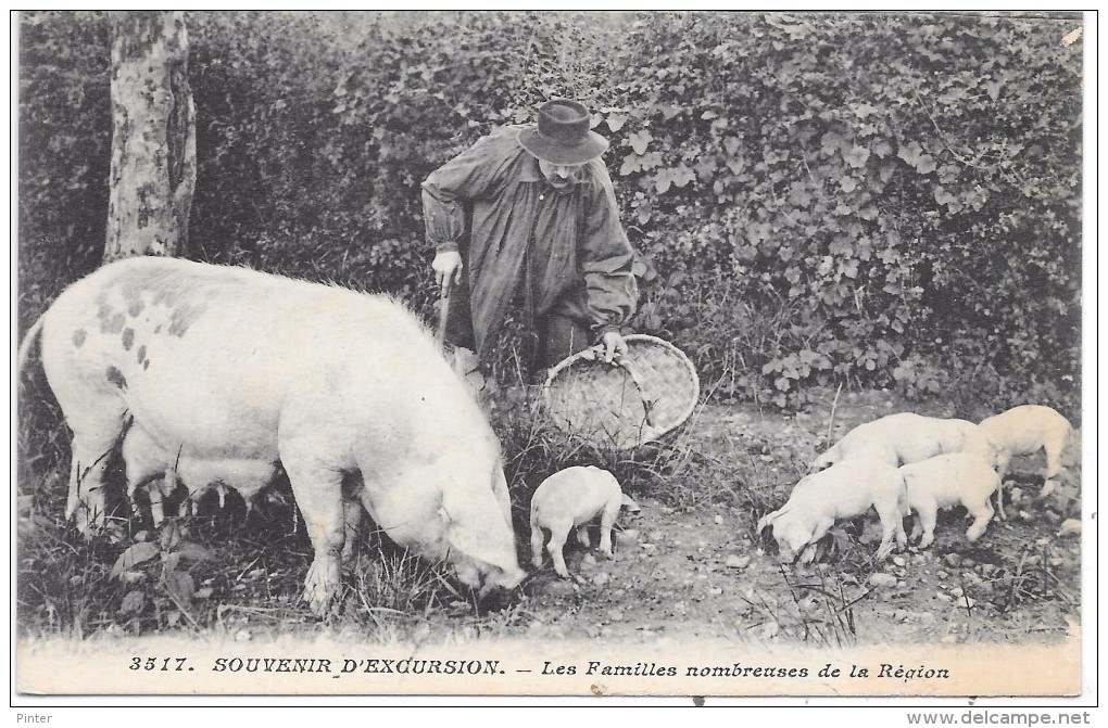 COCHON - Souvenir D'excursion - Les Familles Nombreuses De La Région - Cochons