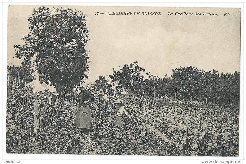 VERRIERES-LE-BUISSON (Essonne, 91) La Cueillette Des Fraises - Belle Animation - Verrieres Le Buisson