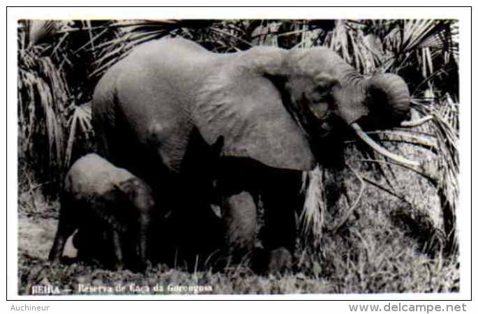 Beira - Reserva De Caça De Gorongosa - éléphant - Mozambique