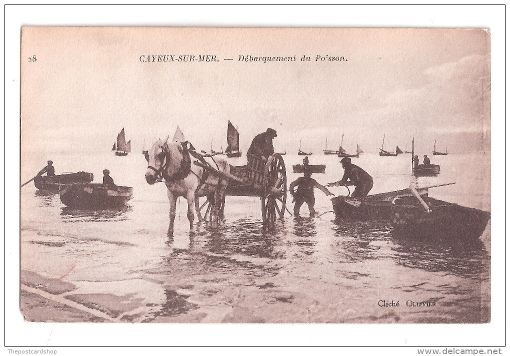 CPA CAYEUX SUR MER Débarquement Du Poisson UNUSED Achat Immédiat - Cayeux Sur Mer