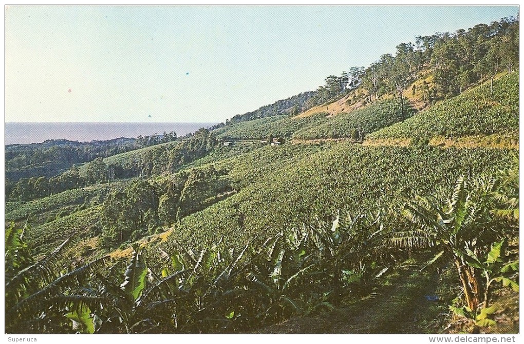 S-BANANA PLANTATIONS-PACIFIC BEAUZONE-AUSTRALIA - Cultures