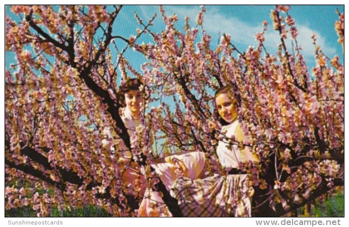 South Carolina Spartanburg Peach Blossom Time - Spartanburg