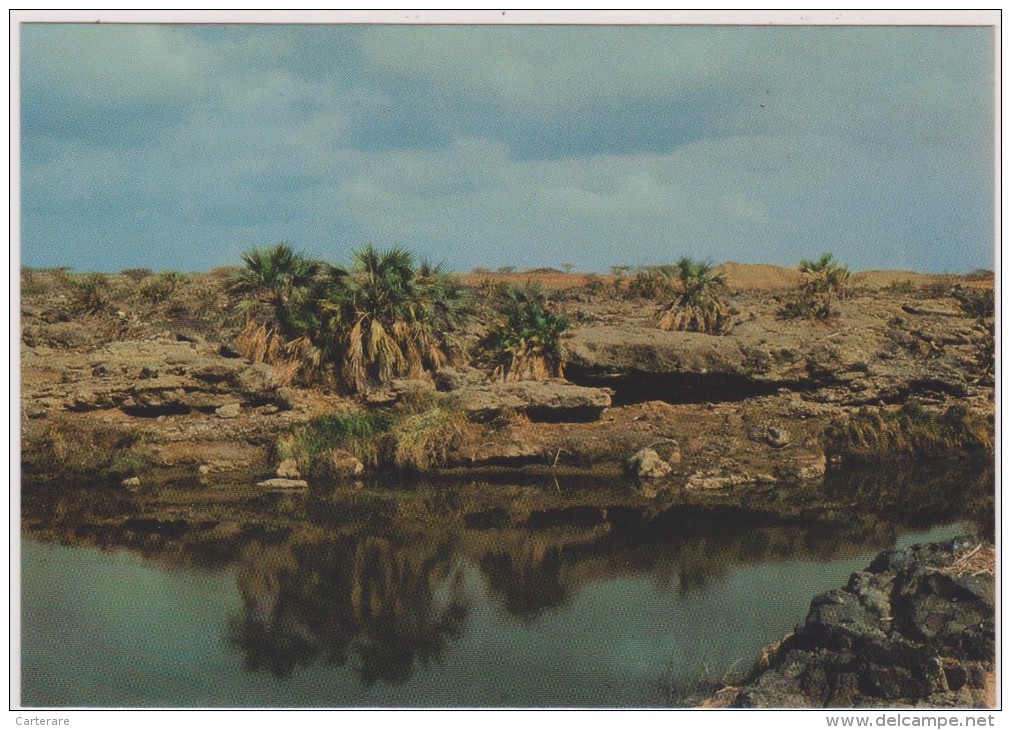 SAUDI ARABIA,ARABIE SAOUDITE,SAUDITA,ARAB EMIRATES,JIZAN,BARRAGE,PRES ABU ARISH,OASIS - Arabie Saoudite