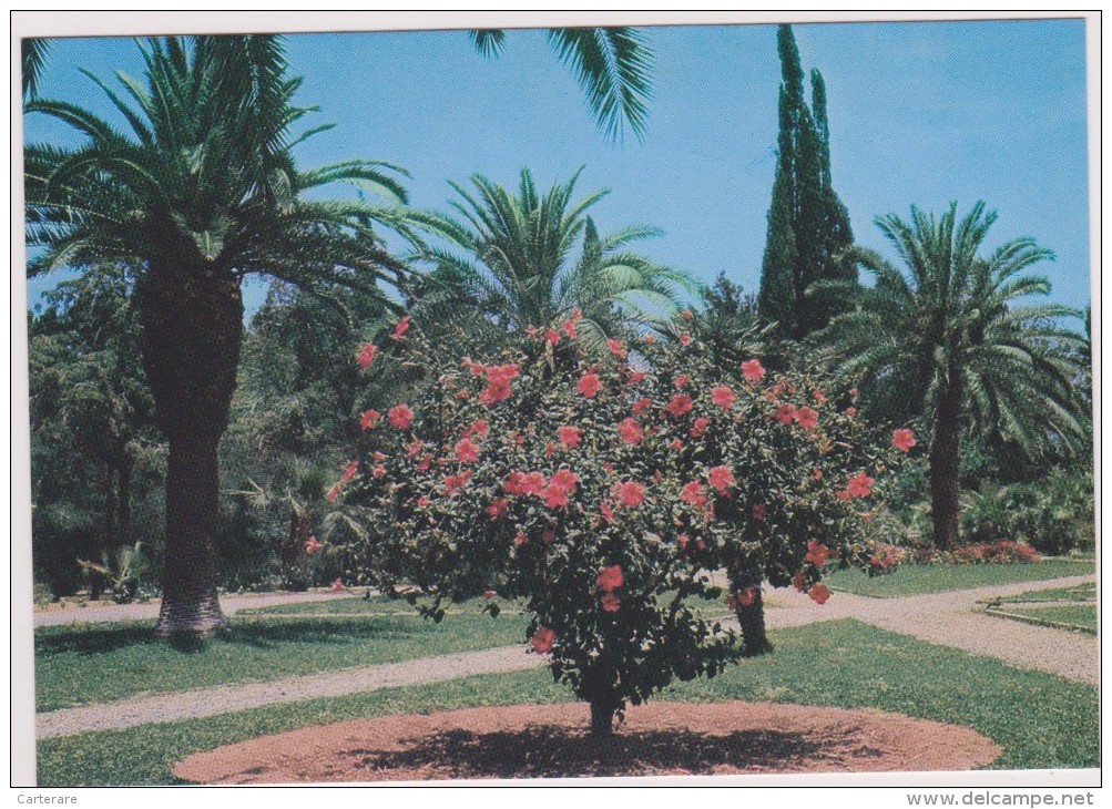 SAUDI ARABIA,ARABIE SAOUDITE,SAUDITA,ARAB EMIRATES,RIYAD,NEJD,PRAIRIE,JARDIN,OASIS,PALMIER,FLEURS - Arabia Saudita