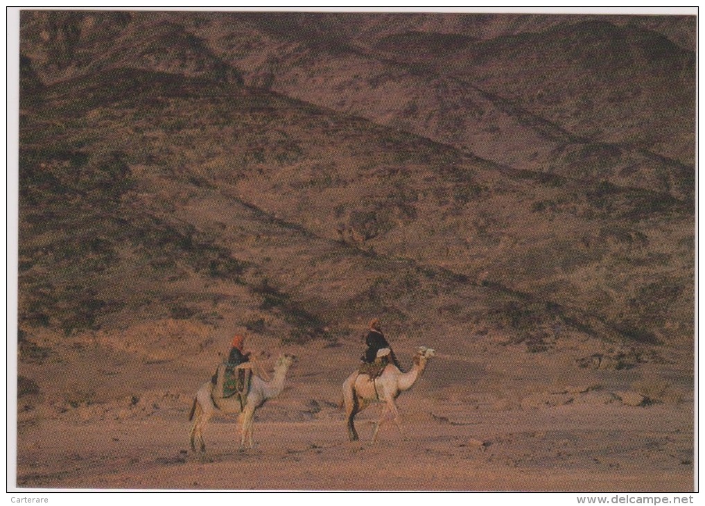 SAUDI ARABIA,ARABIE SAOUDITE,SAUDITA,ARAB EMIRATES,TABUK,TABOUK,CARAVANE - Arabie Saoudite