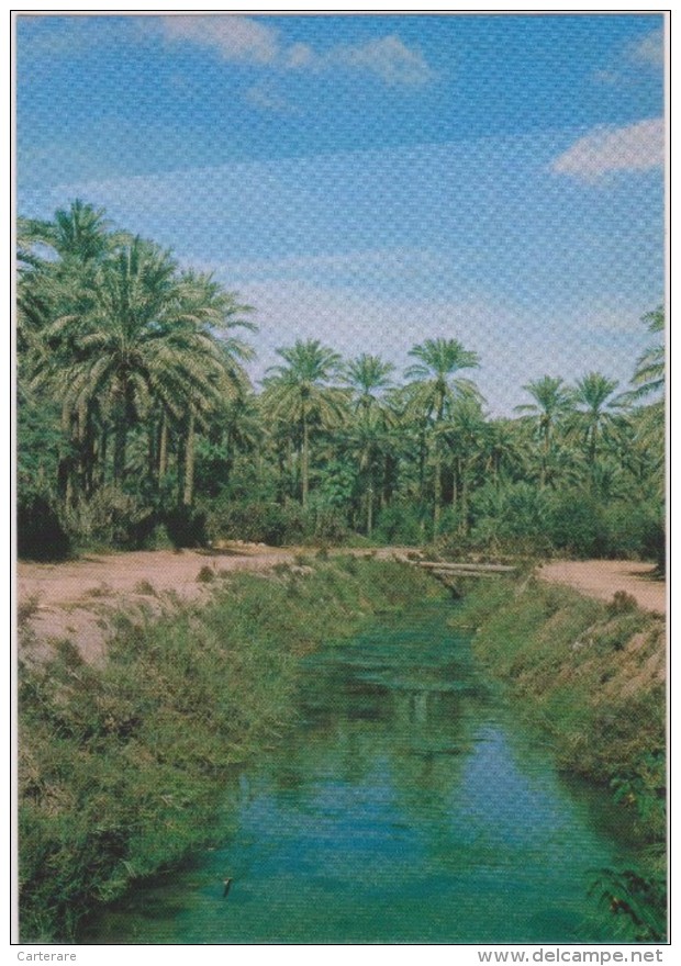 SAUDI ARABIA,ARABIE SAOUDITE,SAUDITA,ARAB EMIRATES,OASIS,QATIF,GOLFE PERSIQUE,ACH CHARQIYA,BAHREIN,CANAUX - Arabia Saudita