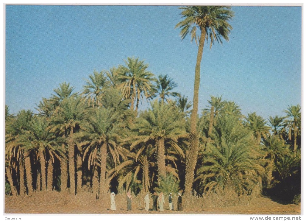 SAUDI ARABIA,ARABIE SAOUDITE,SAUDITA,ARAB EMIRATES,ASIR,QAL'AT BISHAH,PALMIER,OASIS,PLANTATION - Arabia Saudita