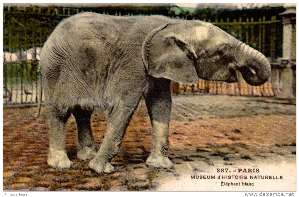 ELEFANTES / OLIFANTEN / ELEPHANTS / ÉLÉPHANTS / ELEFANTEN. - PARIS - Elefantes
