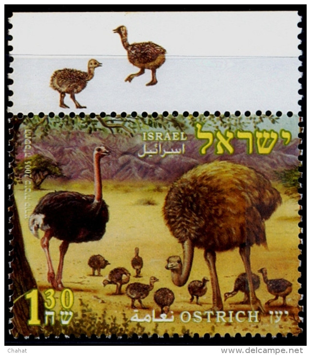 BIRDS-OSTRICH-WITH SELVEDGE-ISRAEL-2005-MNH-TP-611 - Ostriches